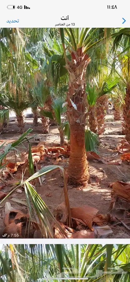نخل زينة واشنتونيا 2