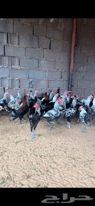 ديك بلدي ذبح بط زغاليل 0