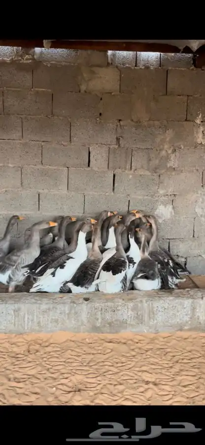 ديك بلدي ذبح بط زغاليل 3