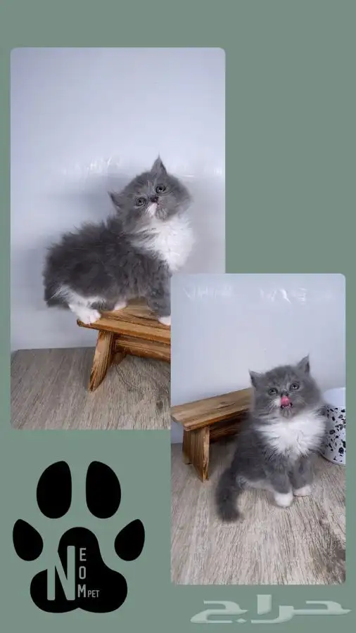 قطط صغيره 8 كيتن قطه بسه سكوتش هملايا شيرازي بيكي فيس قطوه 9