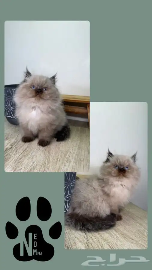 قطط صغيره 8 كيتن قطه بسه سكوتش هملايا شيرازي بيكي فيس قطوه 3