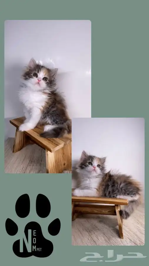 قطط صغيره 8 كيتن قطه بسه سكوتش هملايا شيرازي بيكي فيس قطوه 7