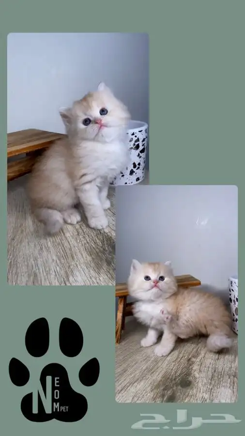 قطط صغيره 8 كيتن قطه بسه سكوتش هملايا شيرازي بيكي فيس قطوه 4