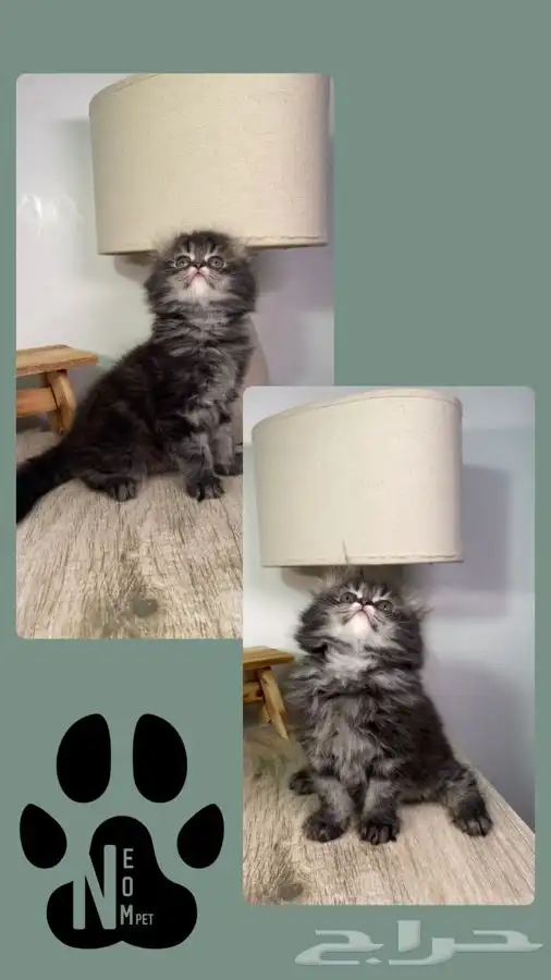 قطط صغيره 8 كيتن قطه بسه سكوتش هملايا شيرازي بيكي فيس قطوه 2