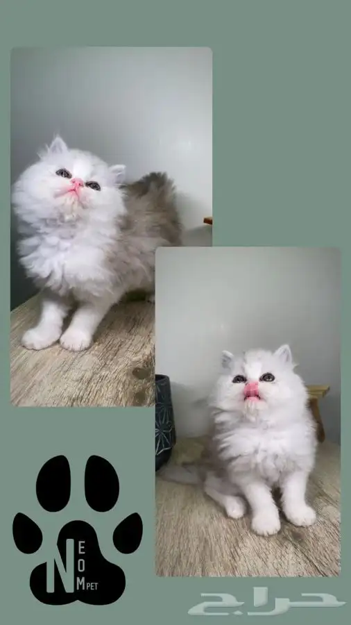 قطط صغيره 8 كيتن قطه بسه سكوتش هملايا شيرازي بيكي فيس قطوه 5