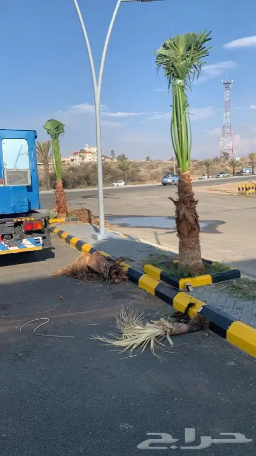 نخل زينة واشنتونيا 1