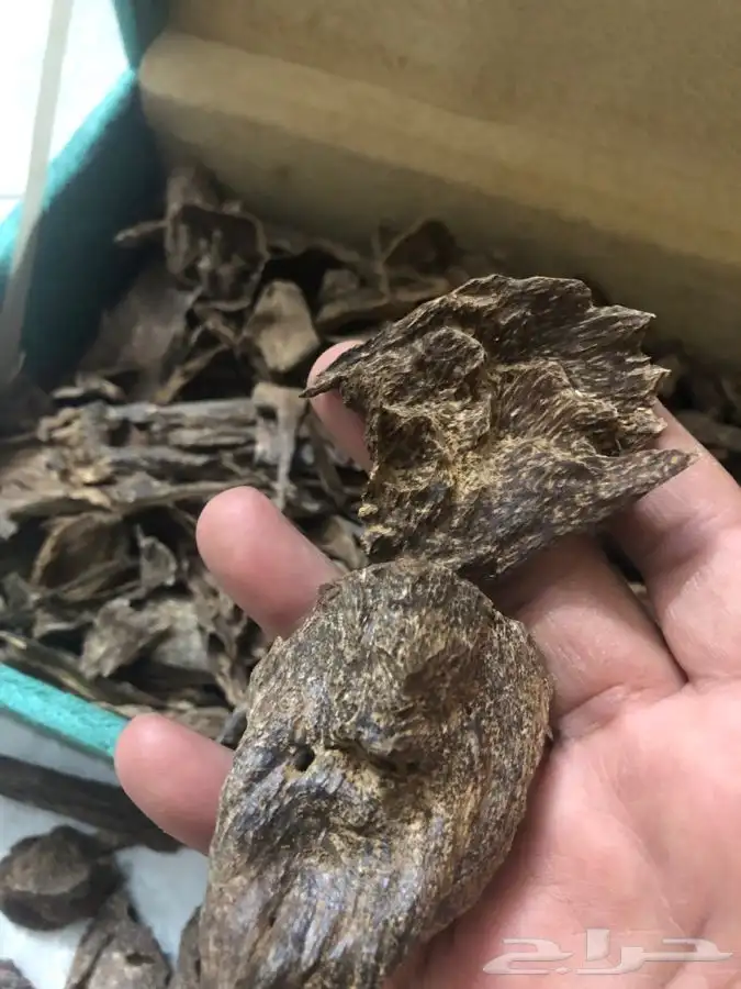 عود طبيعي 100 100 5