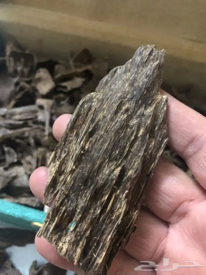 عود طبيعي 100 100 3