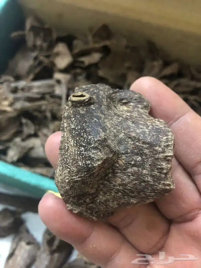 عود طبيعي 100 100 4