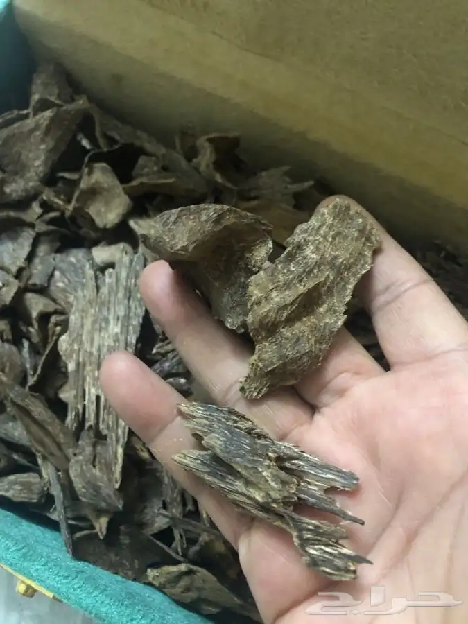 عود طبيعي 100 100 1