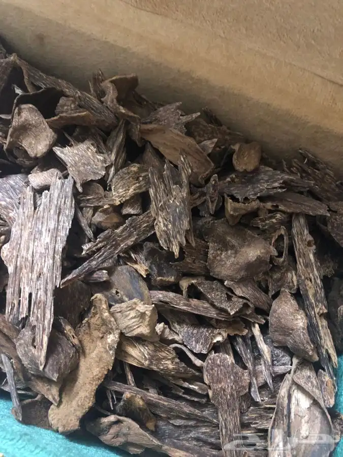 عود طبيعي 100 100 0