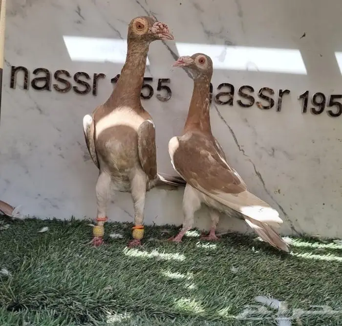 زوج حمام شامي حجم (( تم البيع )) 6