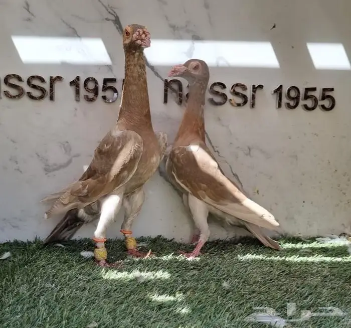 زوج حمام شامي حجم (( تم البيع )) 3