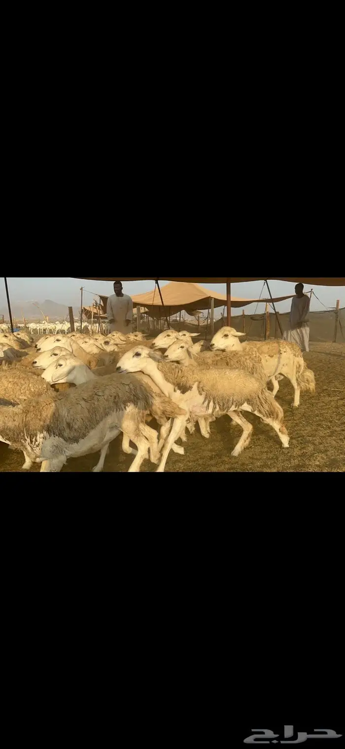غنم حرش مراح واحد 0
