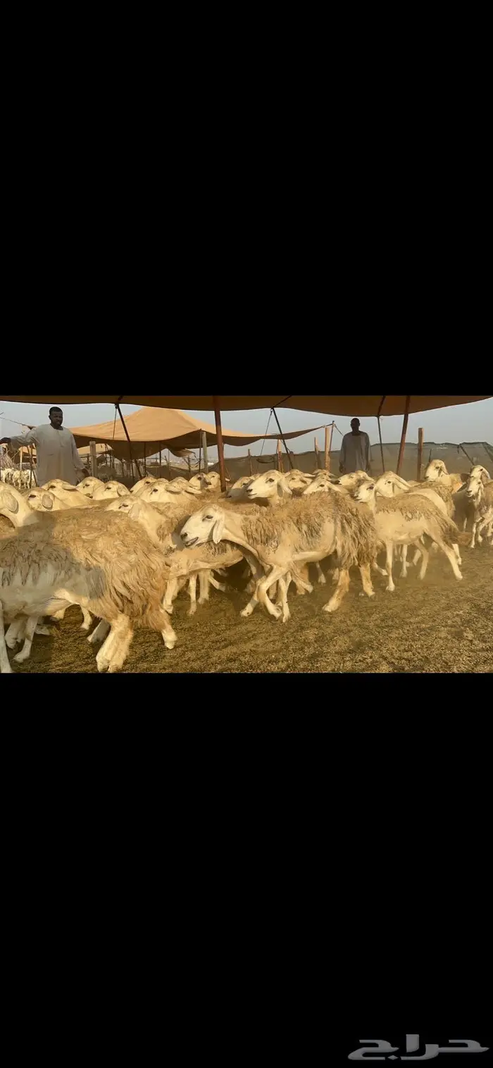 غنم حرش مراح واحد 3