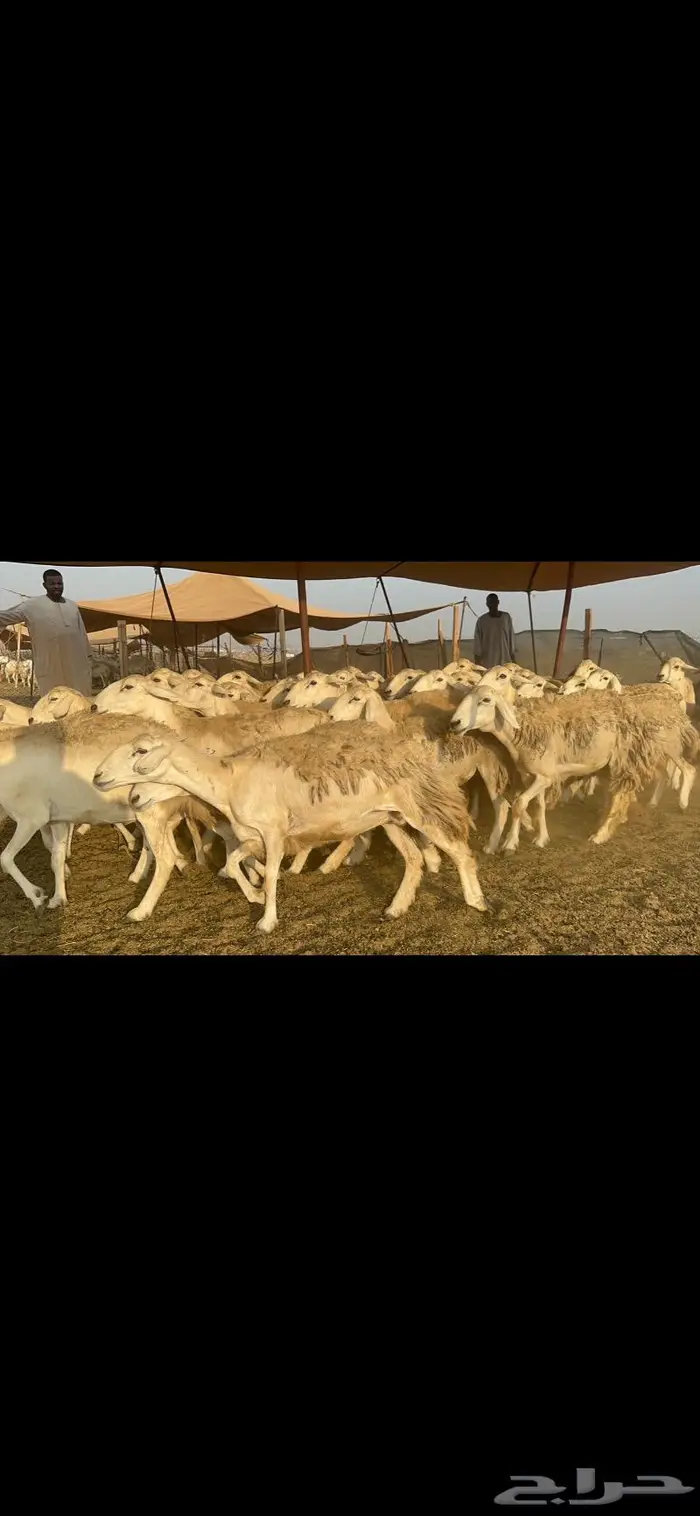 غنم حرش مراح واحد 4