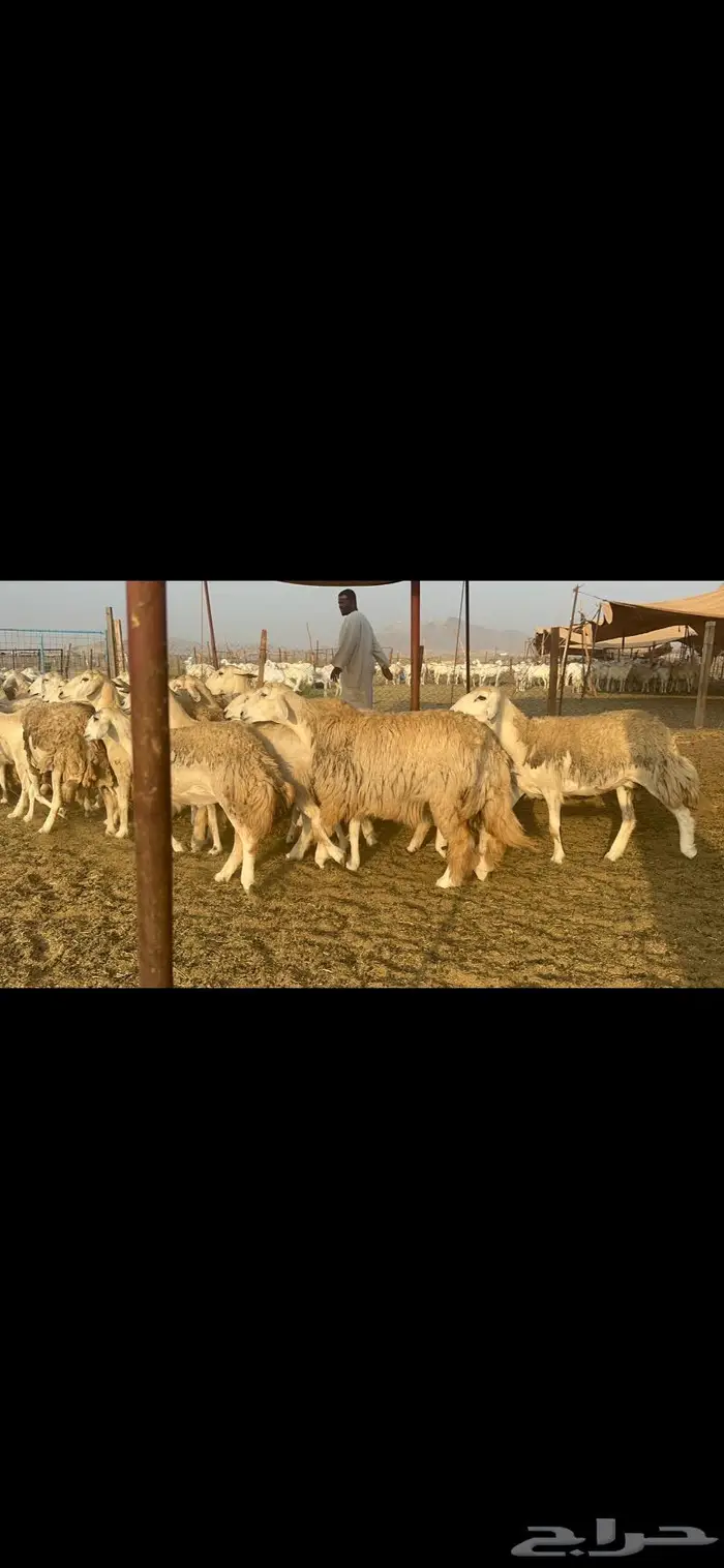 غنم حرش مراح واحد 5