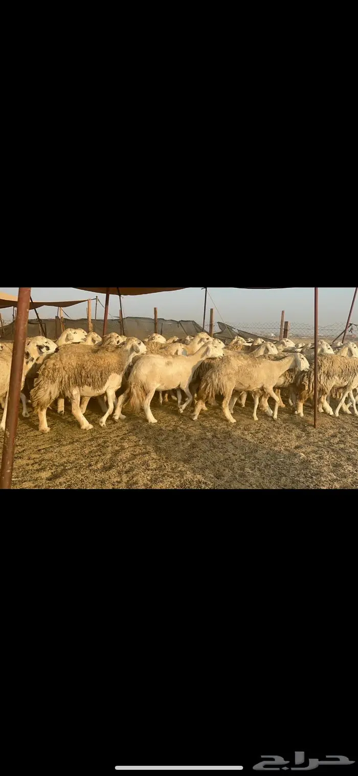 غنم حرش مراح واحد 7