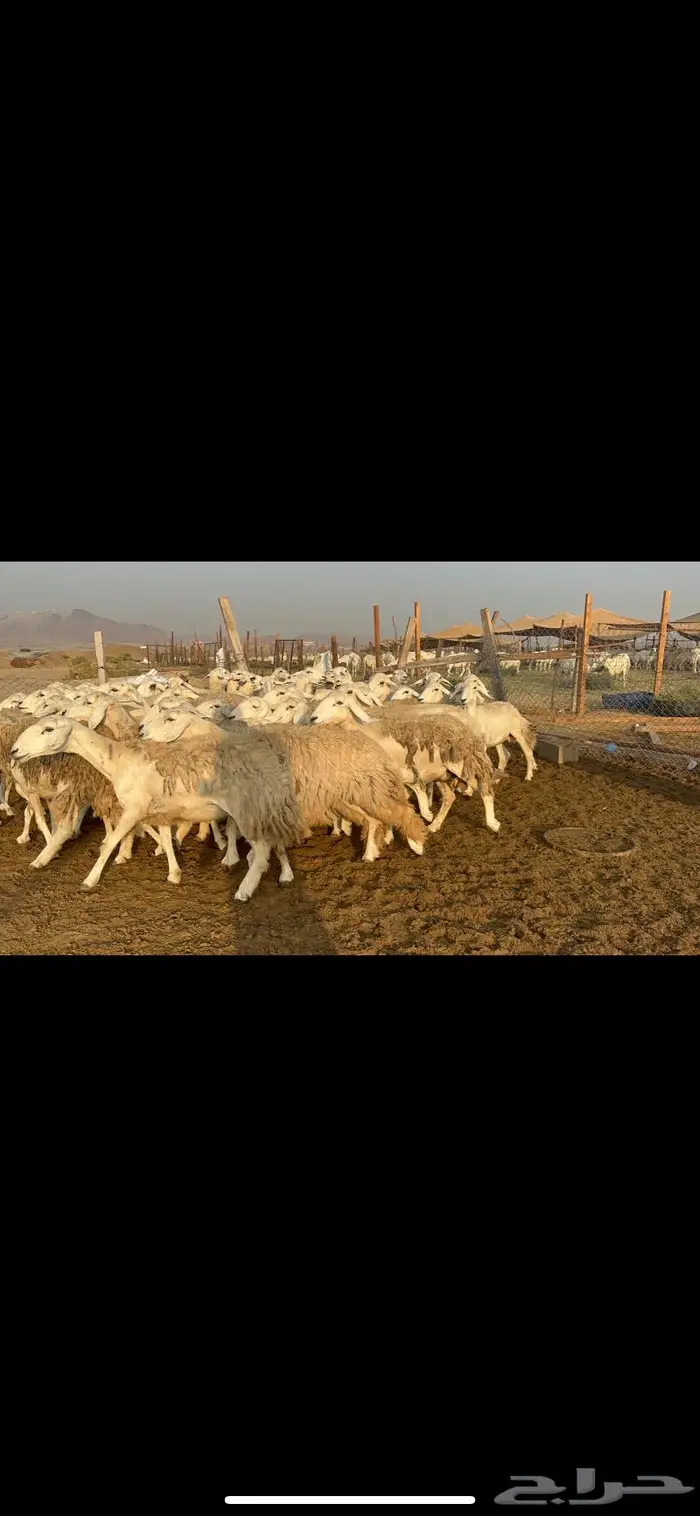 غنم حرش مراح واحد 9