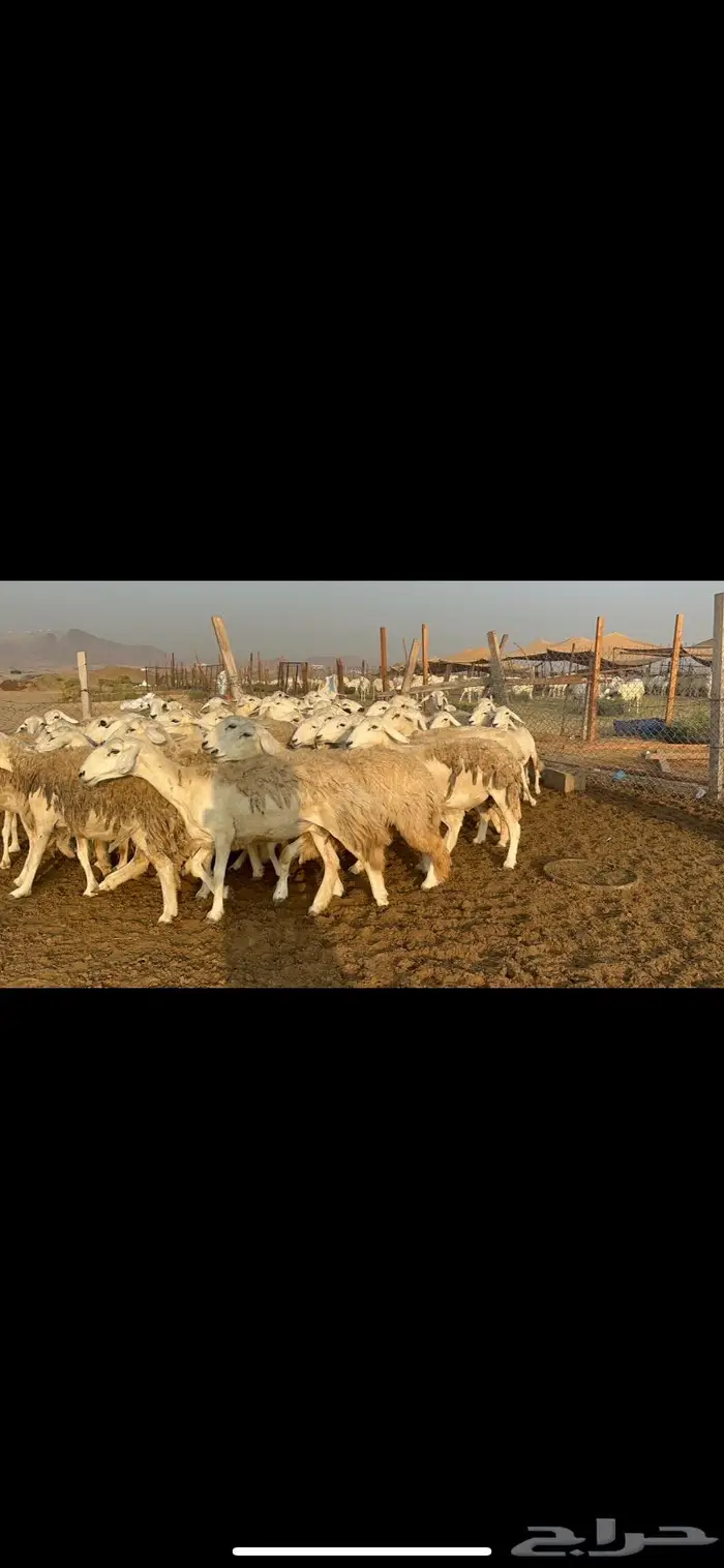 غنم حرش مراح واحد 8
