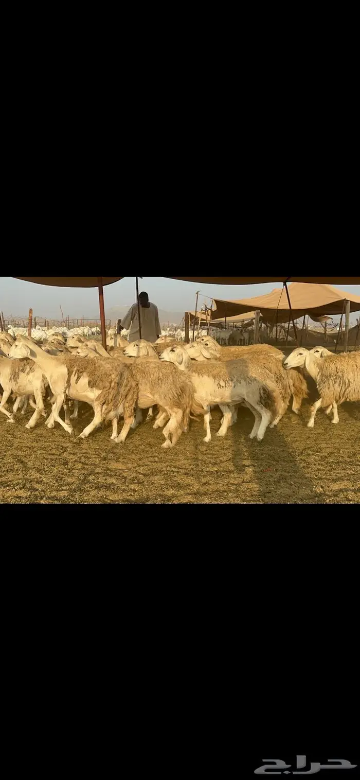 غنم حرش مراح واحد 10