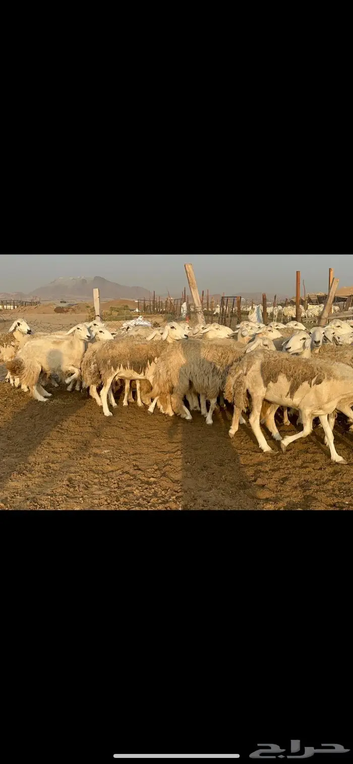 غنم حرش مراح واحد 11