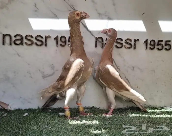 زوج حمام شامي حجم (( تم البيع )) 4