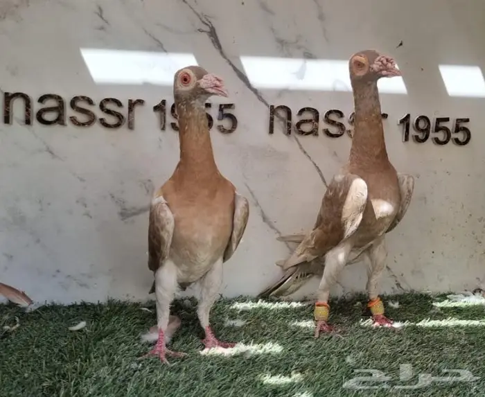 زوج حمام شامي حجم (( تم البيع )) 5
