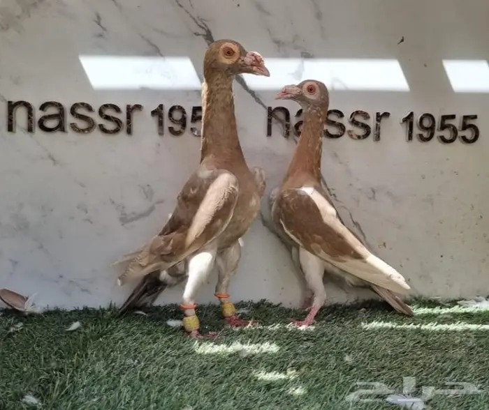 زوج حمام شامي حجم (( تم البيع )) 2