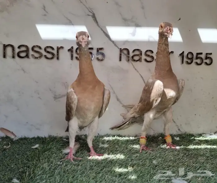 زوج حمام شامي حجم (( تم البيع )) 1