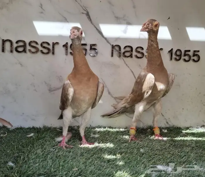 زوج حمام شامي حجم (( تم البيع )) 0