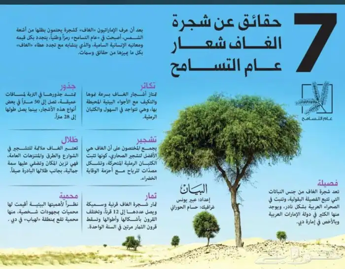 بذور غاف خليجي الكيلو 300وتسب 1