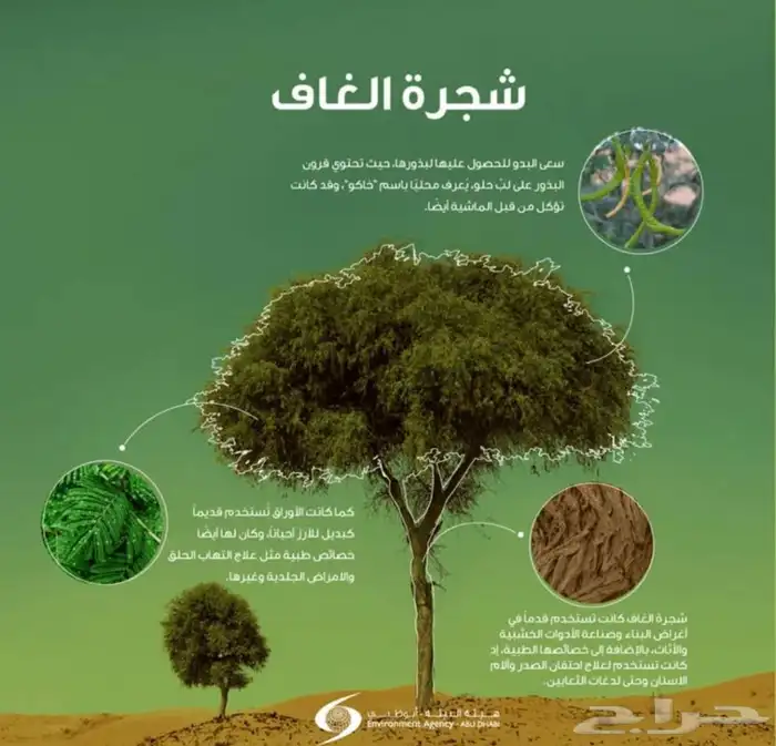 بذور غاف خليجي الكيلو 300وتسب 2