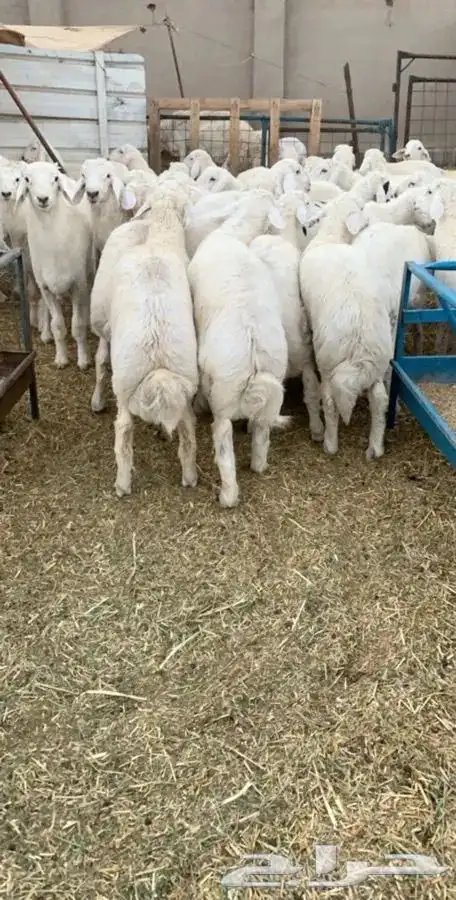 طليان ذبايح مناسبات حريه شحم 3