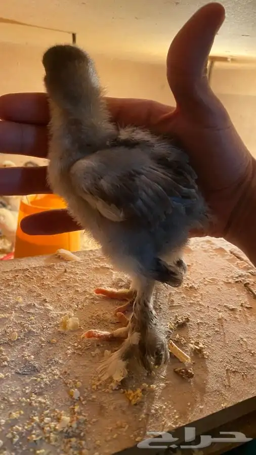 صوص دجاج براهما كولومبي سلفر بلاك سلاله كونك 43