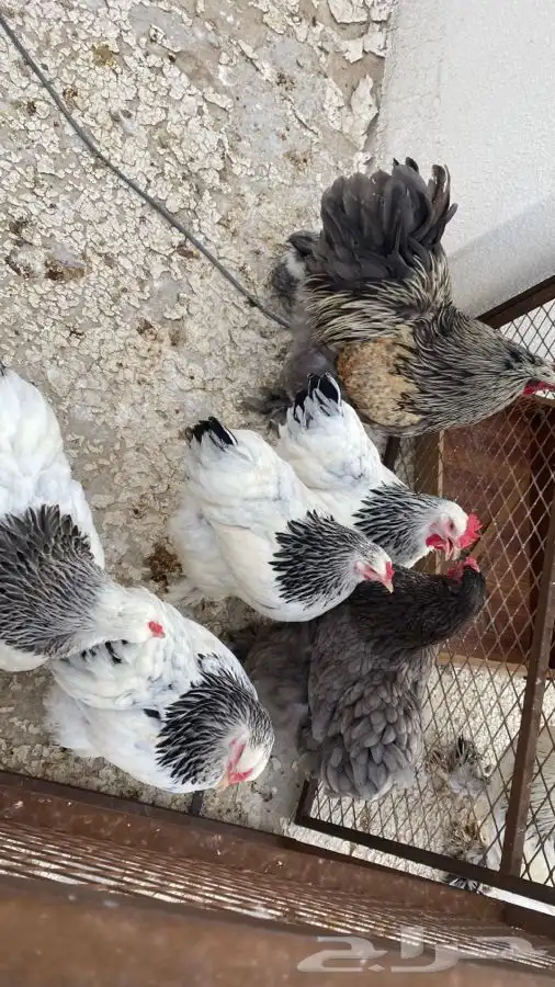 صوص دجاج براهما كولومبي سلفر بلاك سلاله كونك 25
