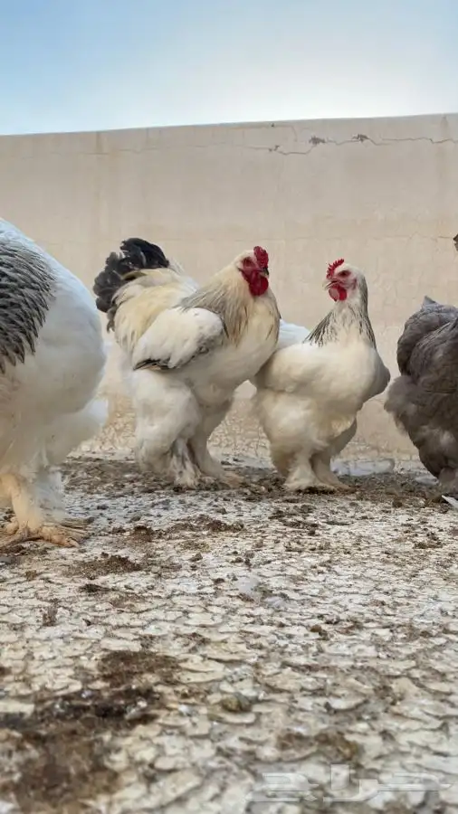 صوص دجاج براهما كولومبي سلفر بلاك سلاله كونك 9