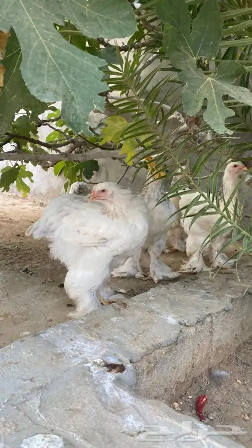 صوص دجاج براهما كولومبي سلفر بلاك سلاله كونك 26