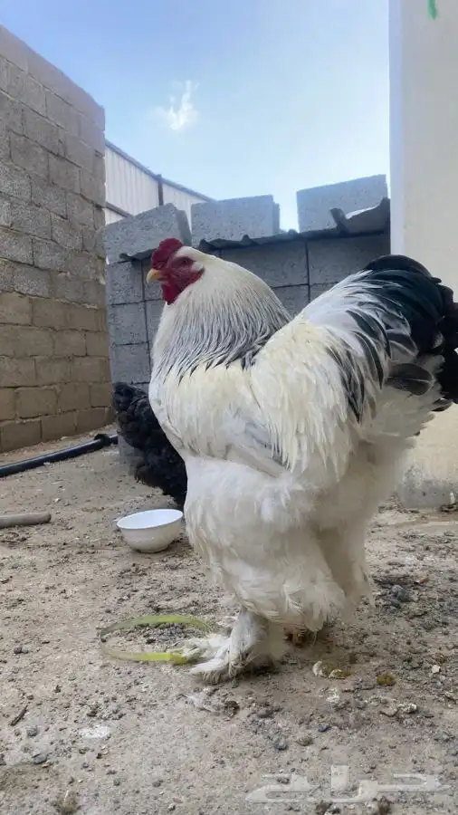 صوص دجاج براهما كولومبي سلفر بلاك سلاله كونك 6