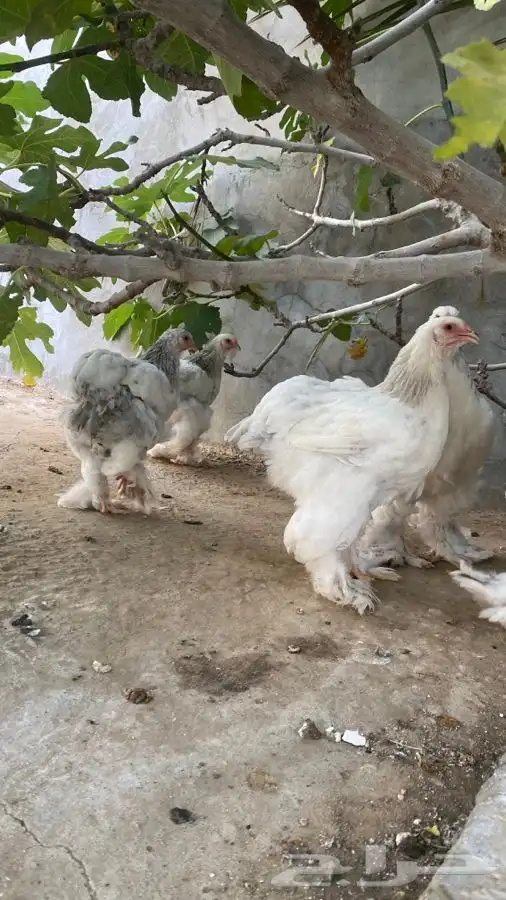 صوص دجاج براهما كولومبي سلفر بلاك سلاله كونك 27