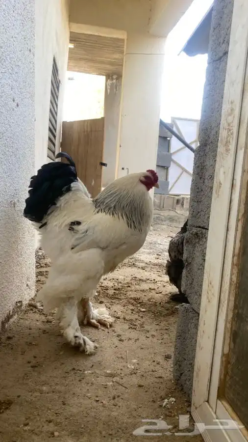 صوص دجاج براهما كولومبي سلفر بلاك سلاله كونك 8