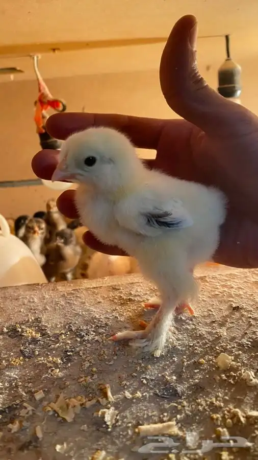 صوص دجاج براهما كولومبي سلفر بلاك سلاله كونك 35
