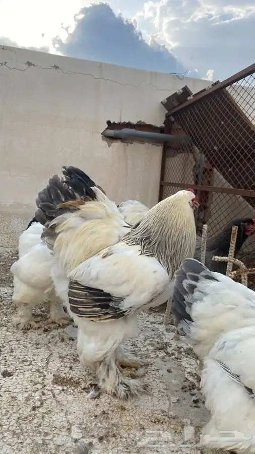 صوص دجاج براهما كولومبي سلفر بلاك سلاله كونك 24