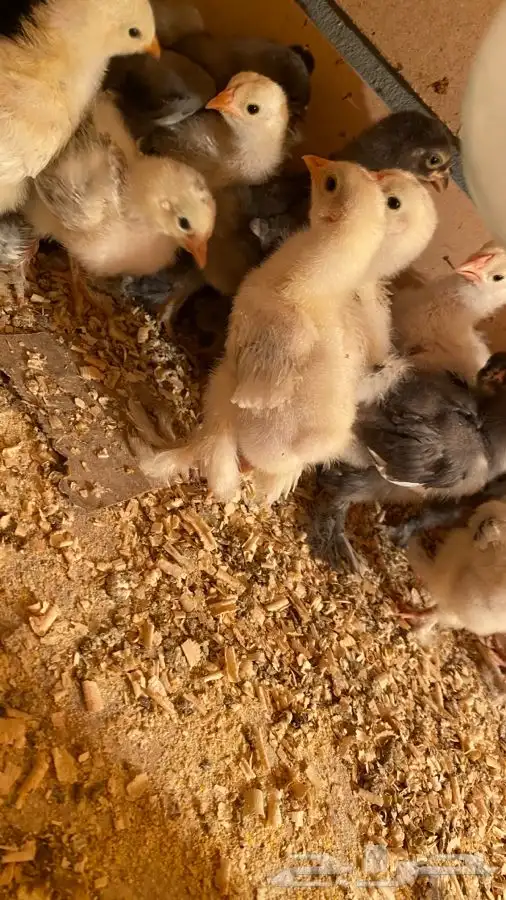 صوص دجاج براهما كولومبي سلفر بلاك سلاله كونك 37