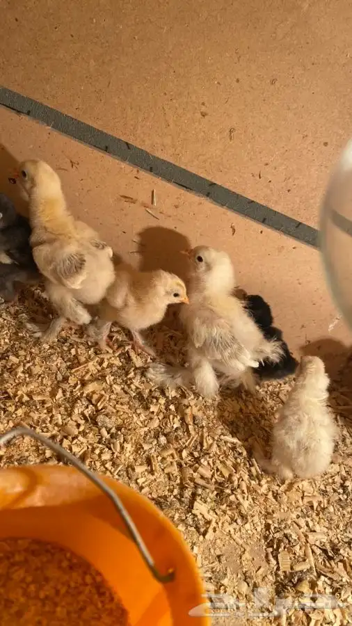 صوص دجاج براهما كولومبي سلفر بلاك سلاله كونك 38