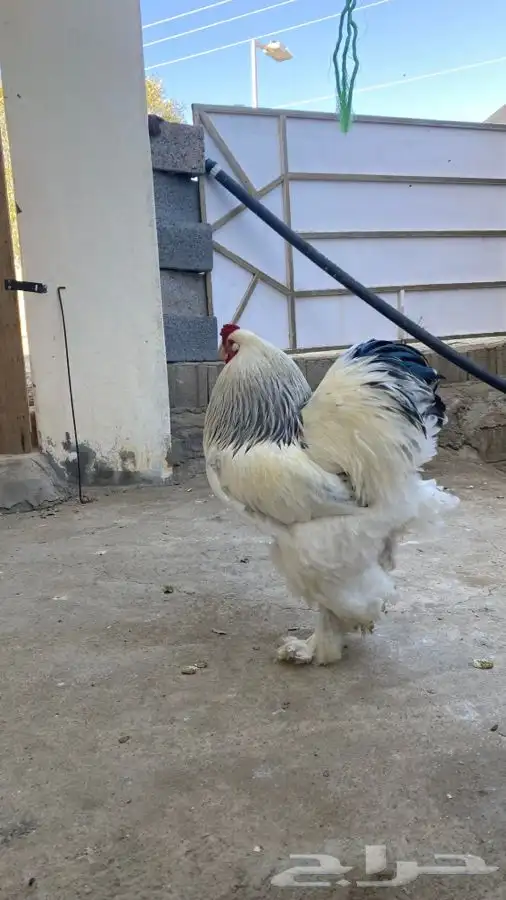 صوص دجاج براهما كولومبي سلفر بلاك سلاله كونك 4