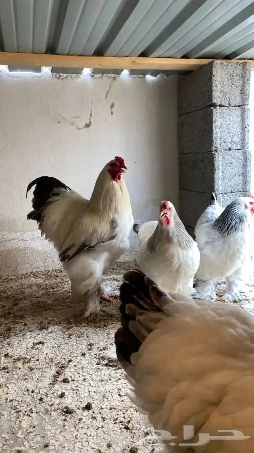صوص دجاج براهما كولومبي سلفر بلاك سلاله كونك 2