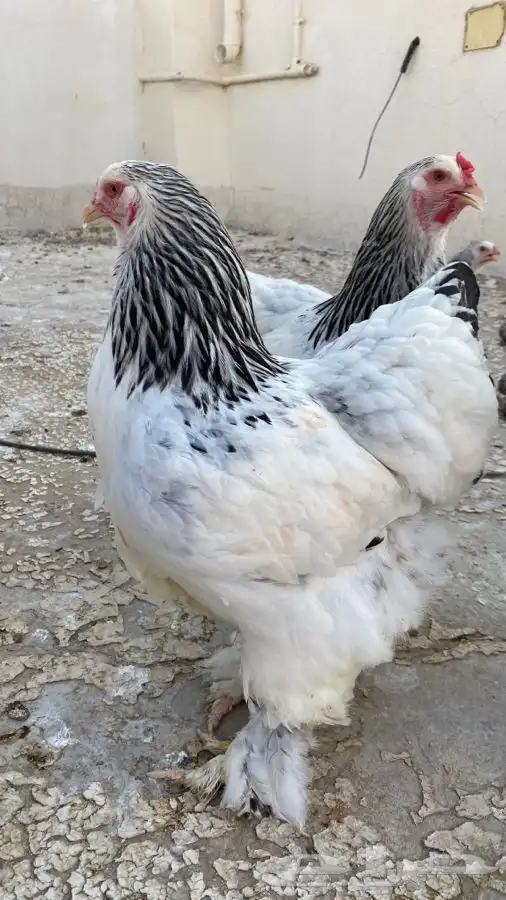 صوص دجاج براهما كولومبي سلفر بلاك سلاله كونك 20