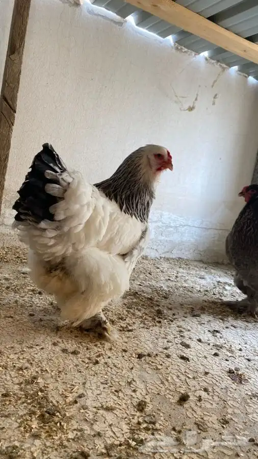 صوص دجاج براهما كولومبي سلفر بلاك سلاله كونك 23