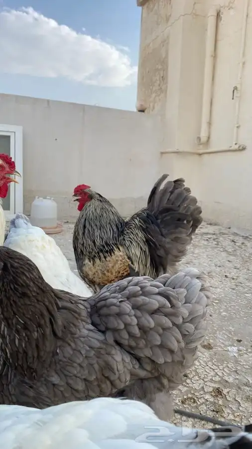صوص دجاج براهما كولومبي سلفر بلاك سلاله كونك 14